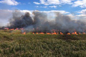 Prescribed fire burning in an open marsh