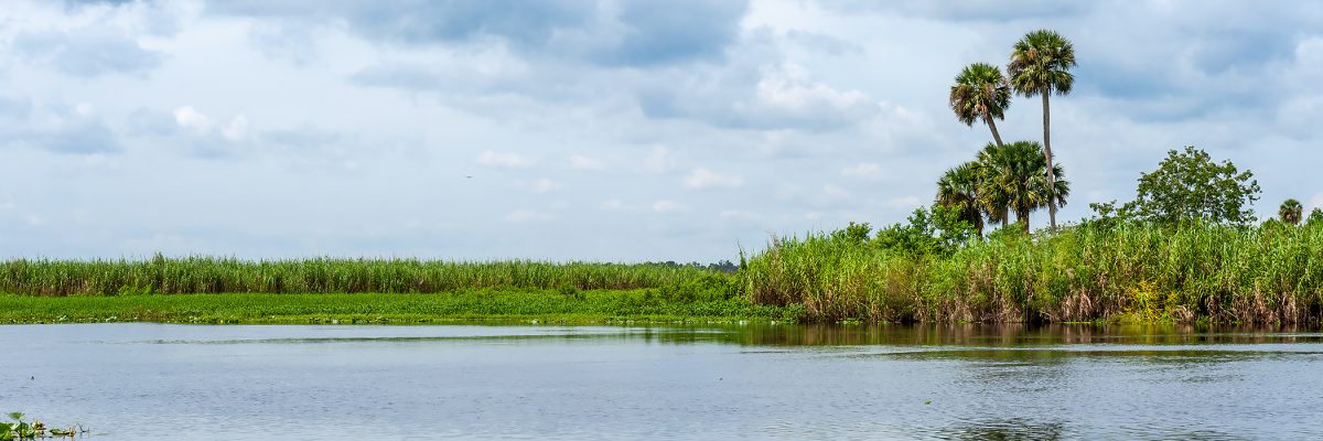 St Johns River flowing by palm trees