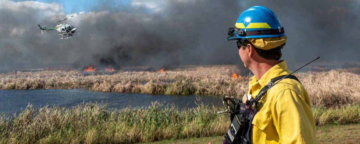 A land manager watching a helicopter ignite a prescribed fire in a marsh