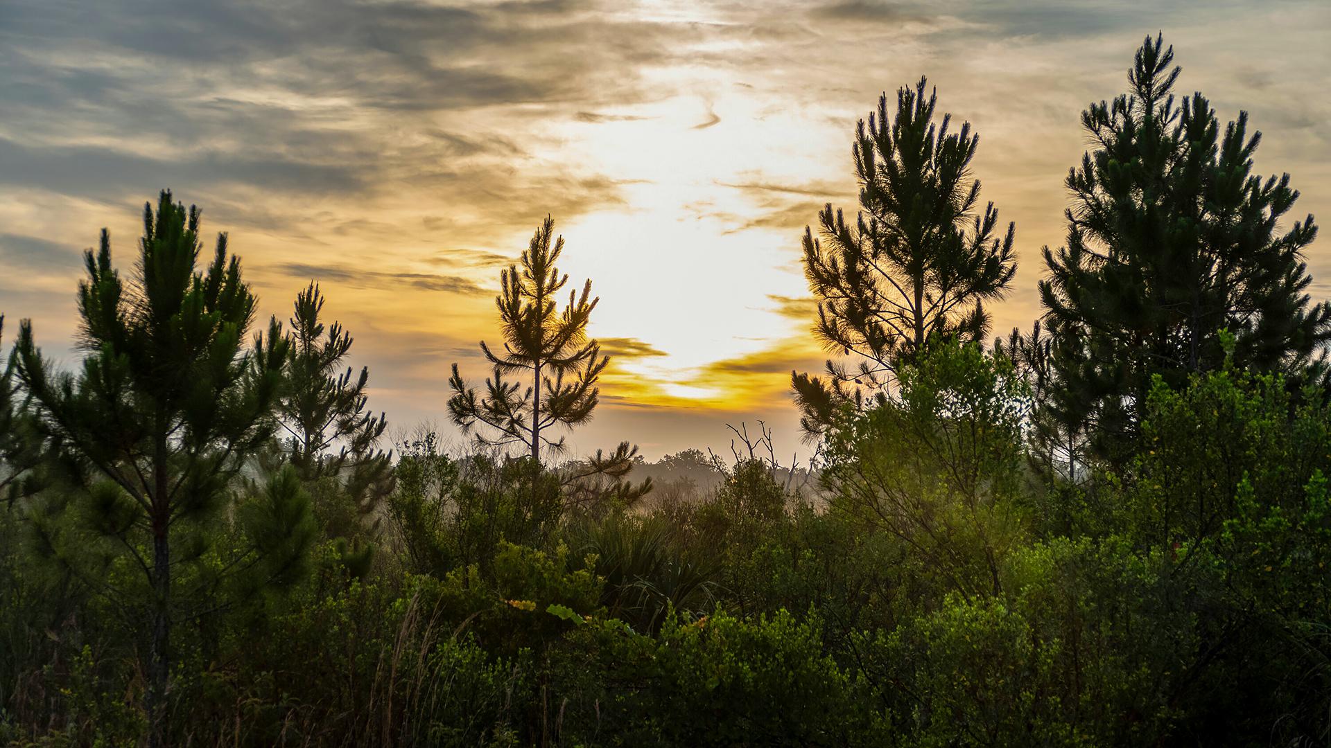 Sun rising behind pine trees