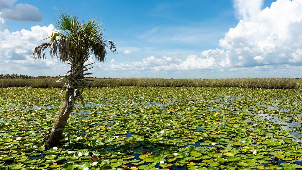 Palm tree in an open marsh at Three Forks Conservation Area