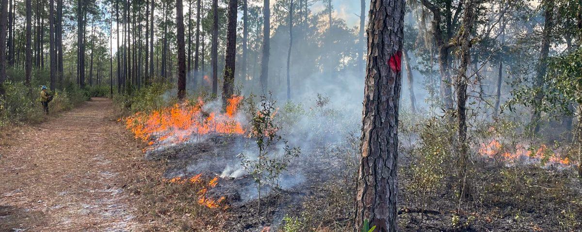 Prescribed fire burning in a pine forest