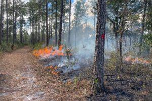 Prescribed fire burning in a pine forest