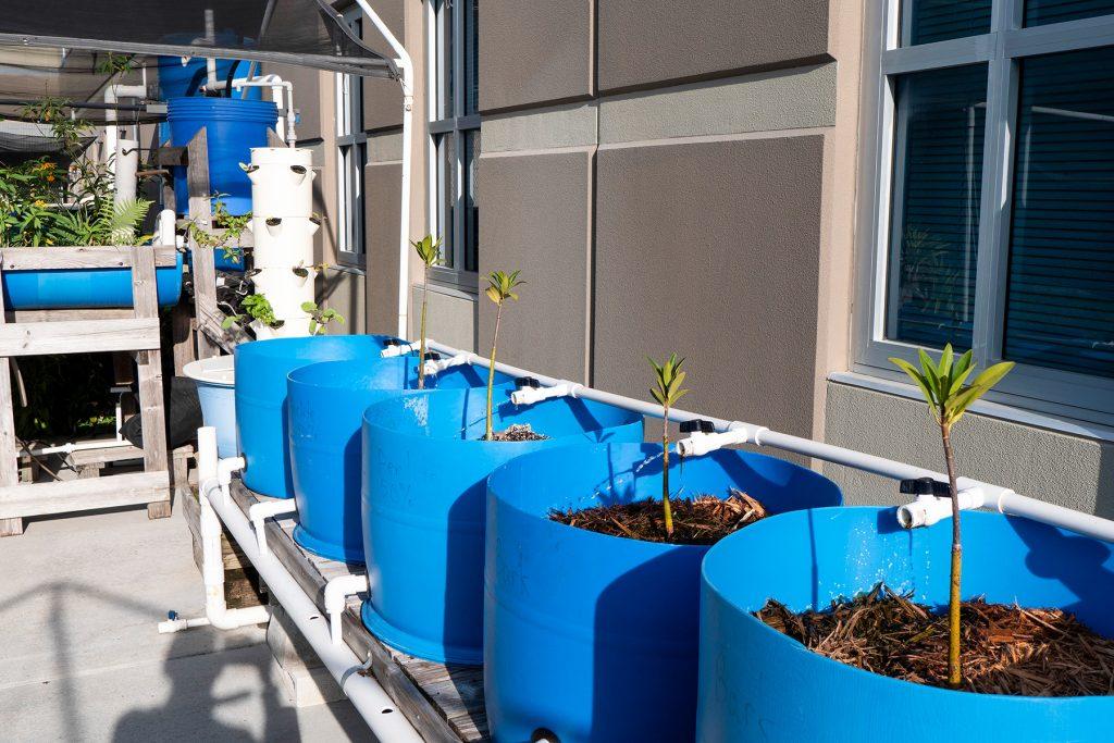 Plants growing in barrels next to a building