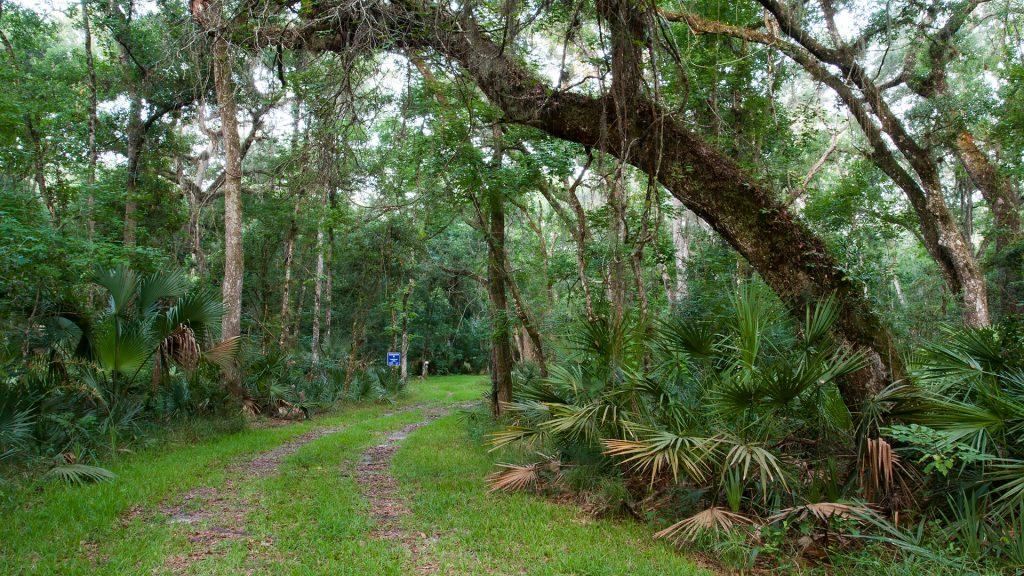 A wide trail under live oak trees leading to a camp site.