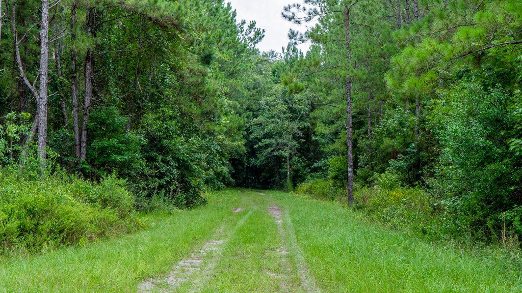 A trail leading back through a wooded area