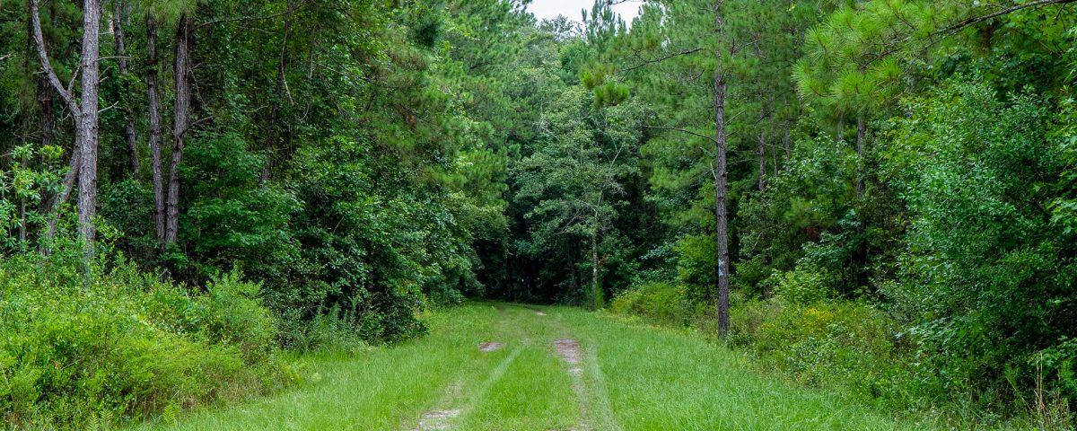A trail leading back through a wooded area