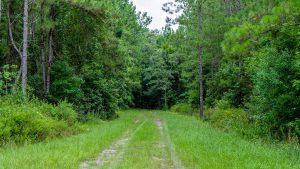 A trail leading back through a wooded area