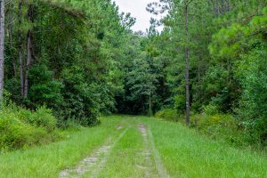 A trail leading back through a wooded area