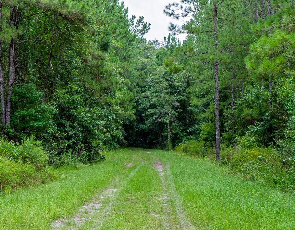 A trail leading back through a wooded area