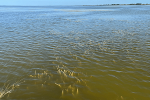 Captured in June 2024, this image highlights the successful establishment of native submerged aquatic vegetation throughout the lake. The flourishing eelgrass reflects the positive impact of our restoration efforts.
