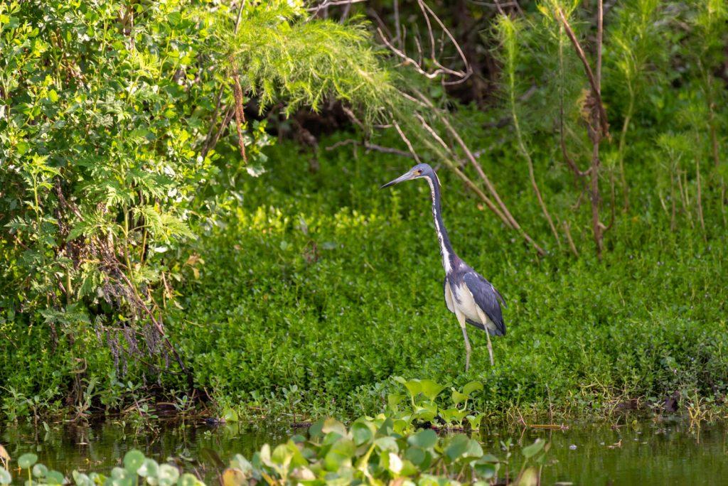 Lake Apopka North Shore wildlife drive
