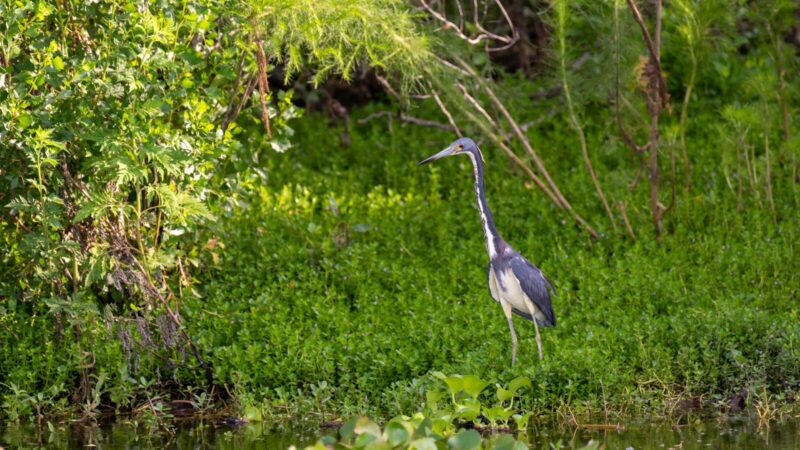 Tricolored Heron at Lake Apopka  North Shore Wildlife Drive