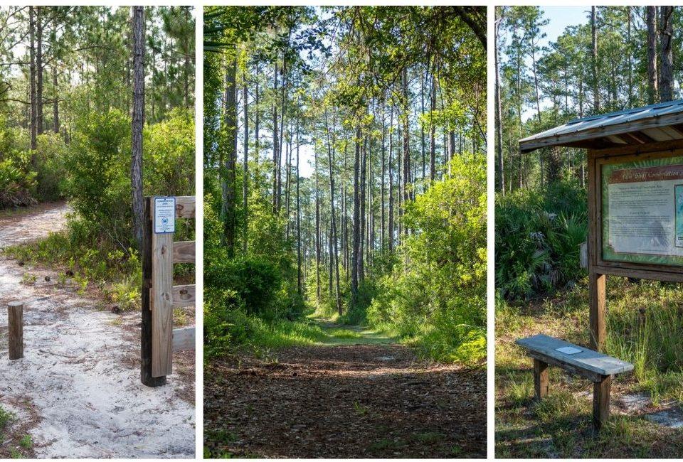 Three photos of the Palm Bluff Conservation Area