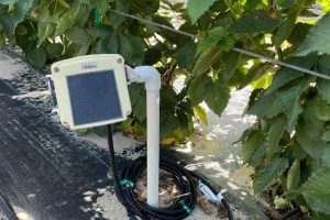 Over the past decade, soil moisture sensors have become increasingly common in crops across the St. Johns River Water Management District. Growers report delaying irrigation by one to two days without affecting crop health, resulting in up to 40% water savings annually, according to University of Florida research.