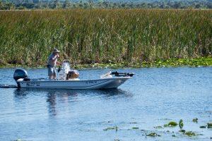 man navigating a boat in a body of water surrounded by tall cat tails