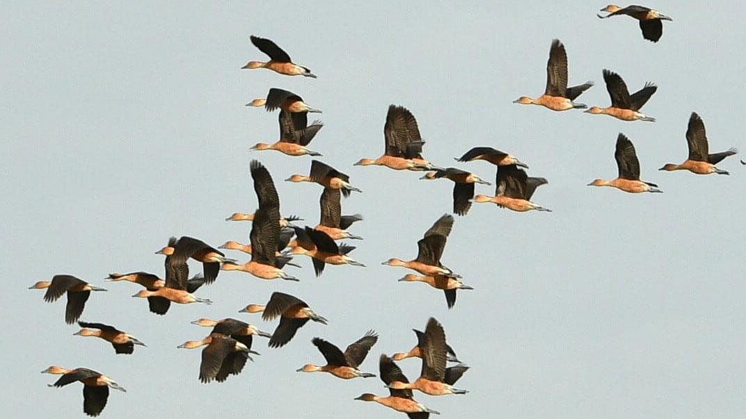 Flock of birds in flight