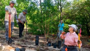 People with shovels planting rescued plants in the ground