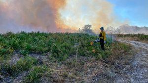 Worker stands near foliage with ignition tool.