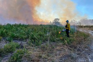 Worker stands near foliage with ignition tool.