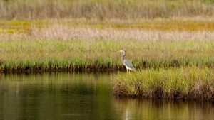 great blue heron standing near the water