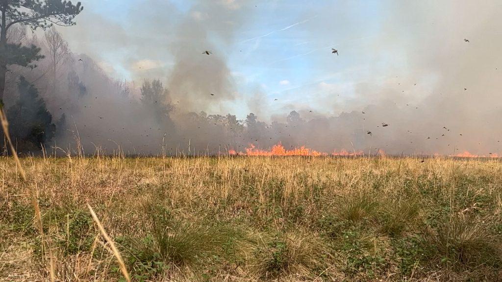 Field with controlled fire in the background