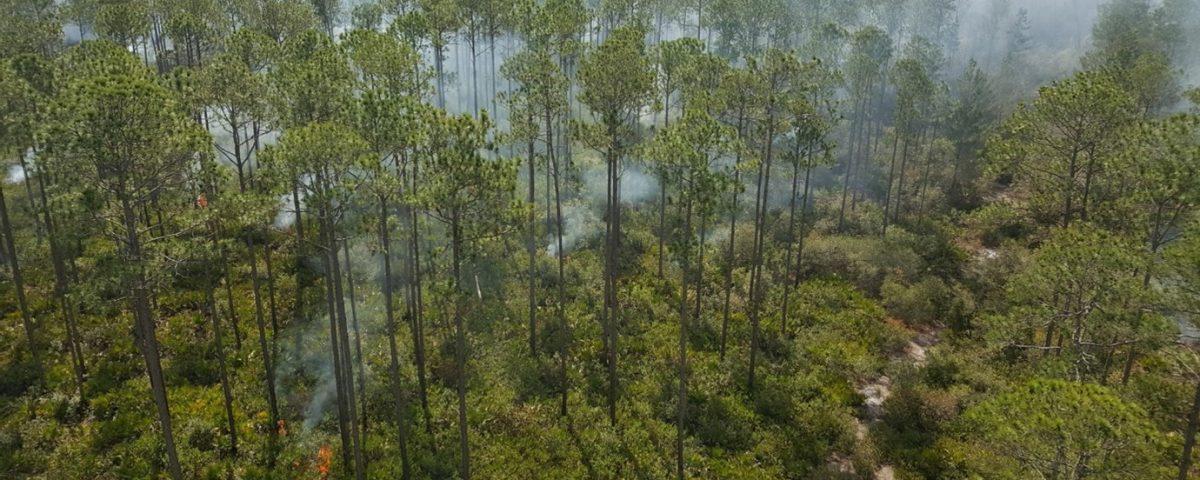aerial photo of prescribed fire conducted in wooded area