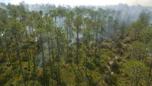 aerial photo of prescribed fire conducted in wooded area