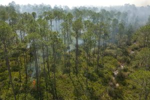 aerial photo of prescribed fire conducted in wooded area