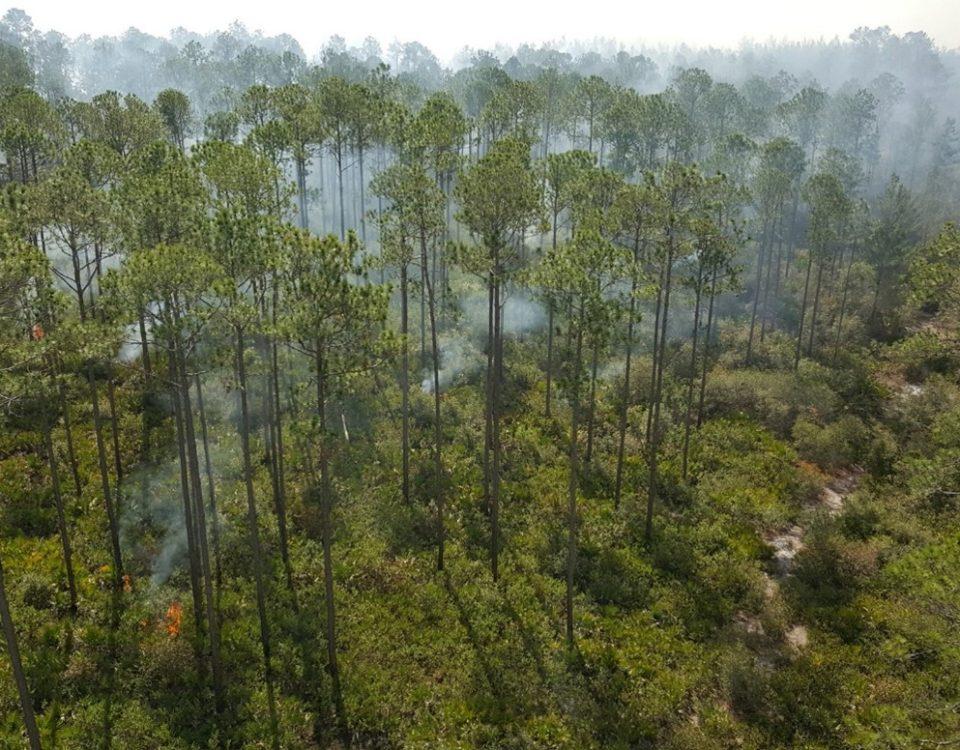 aerial photo of prescribed fire conducted in wooded area