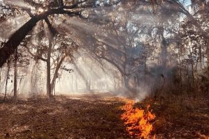 Prescribed fire helps reduce the possibility of dangerous wildfire while enhancing land’s environmental quality.