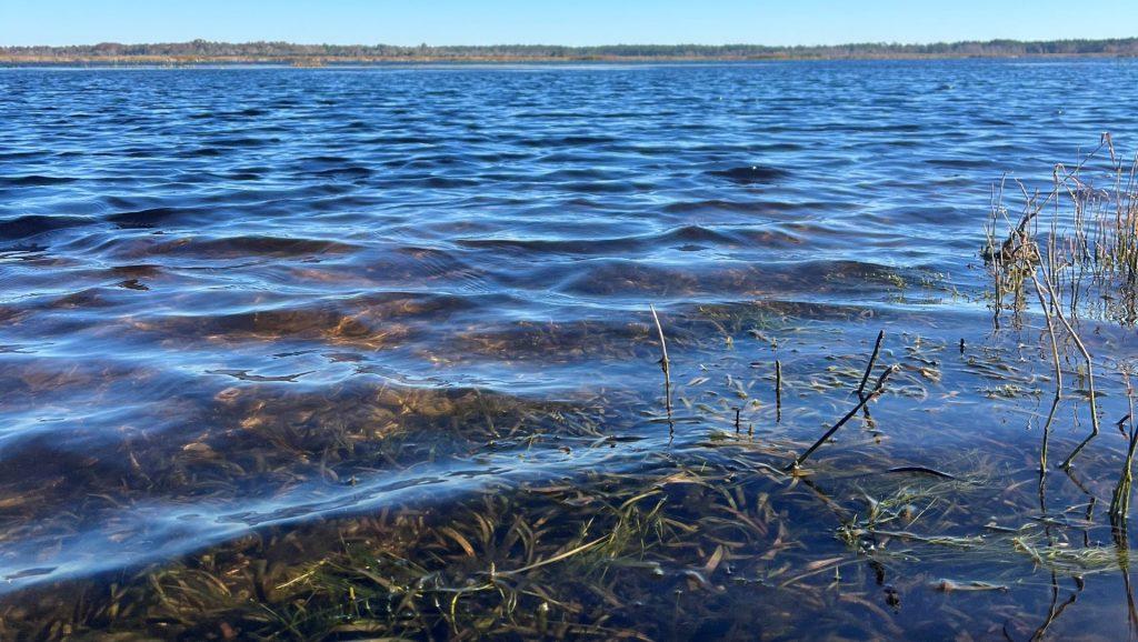 Image of lake with aquatic vegetation