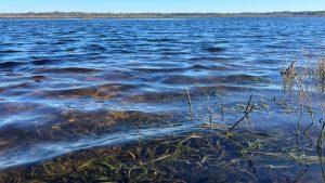 Image of lake with aquatic vegetation