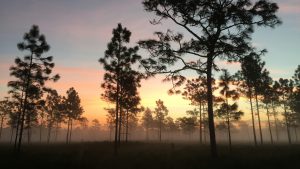 Sunrise with silhouettes of pine trees in Florida