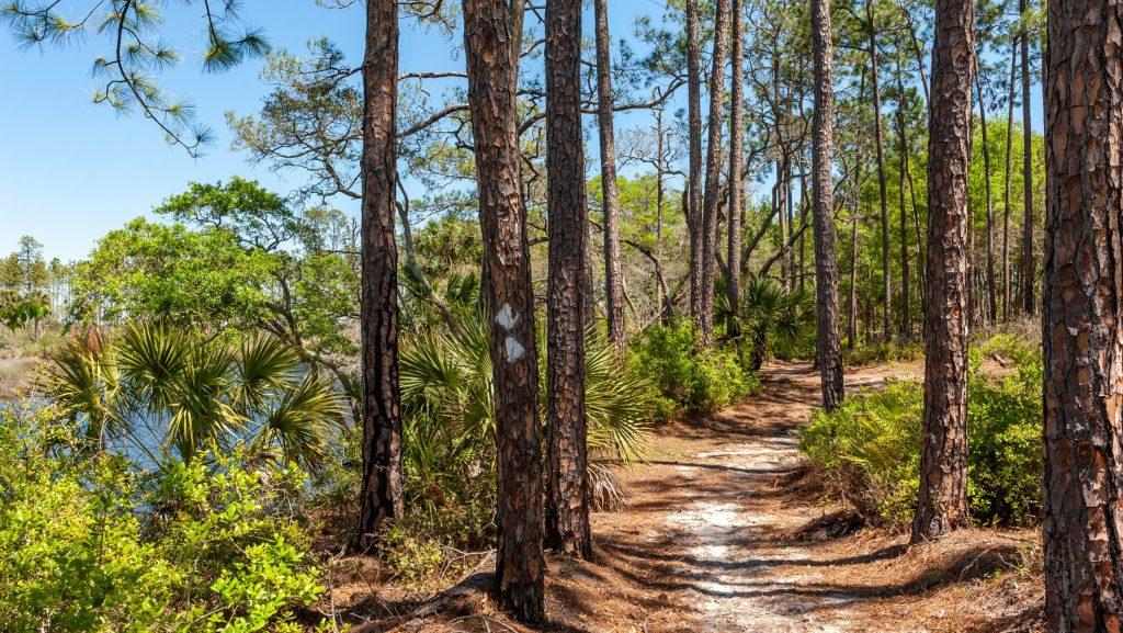 Spanning 2,535 acres in Flagler County, Pellicer Creek Conservation Area invites visitors to explore and enjoy Florida’s natural beauty. A haven for biodiversity, the District property protects approximately eight miles of Pellicer Creek’s shoreline, improving water quality and supporting an array of wildlife.