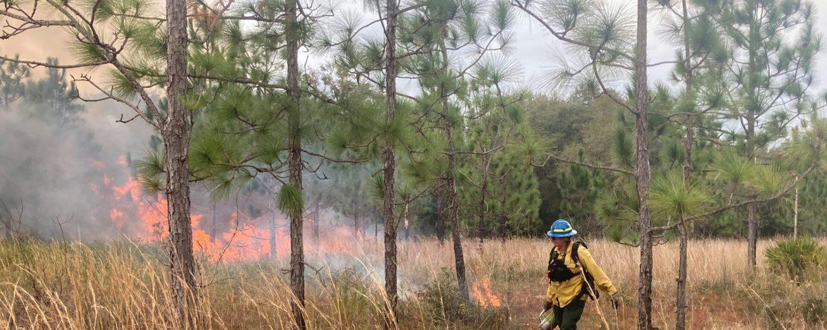 Person walking through wooded area with ignition torch