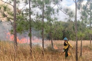 Person walking through wooded area with ignition torch