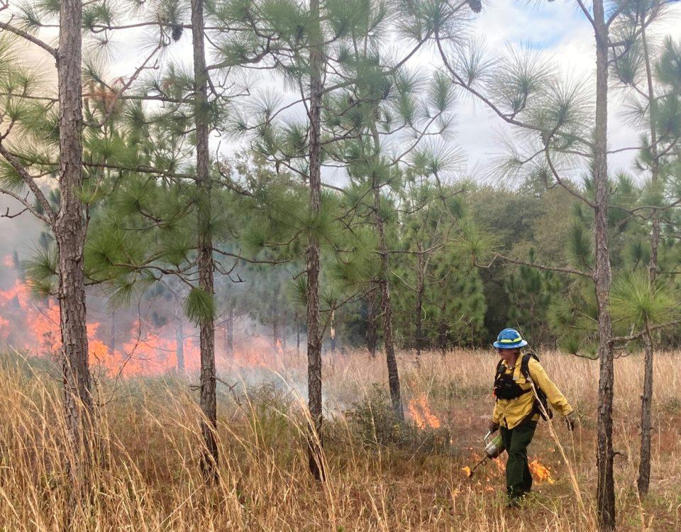 Person walking through wooded area with ignition torch