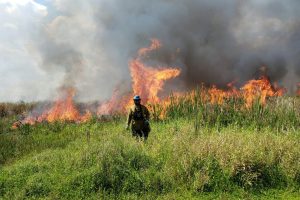 Prescribed fire helps reduce the possibility of dangerous wildfire while enhancing land’s environmental quality.