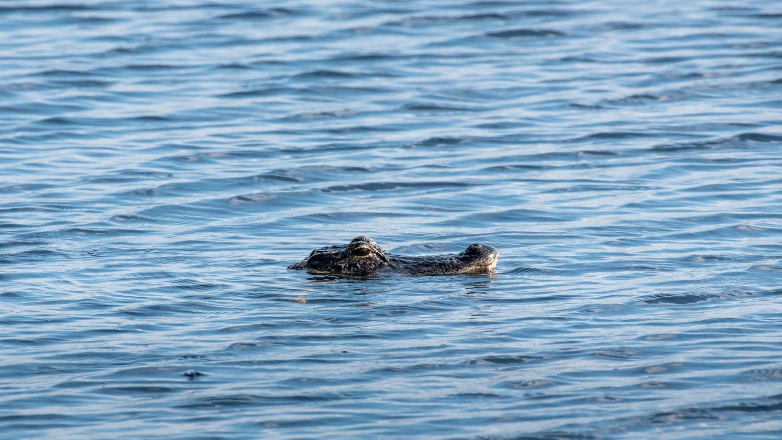 Alligator floating in water