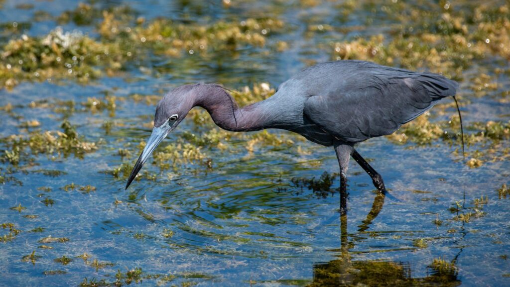 Little Blue Heron