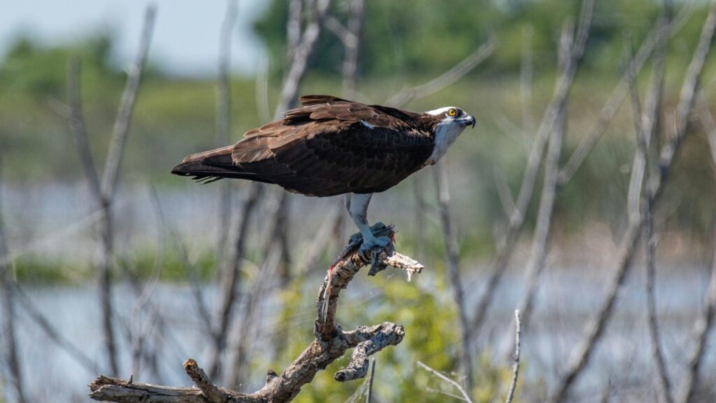 Osprey