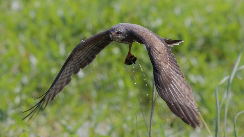 Snail kite (Rostrhamus sociabilis) at Lake Apopka North Shore