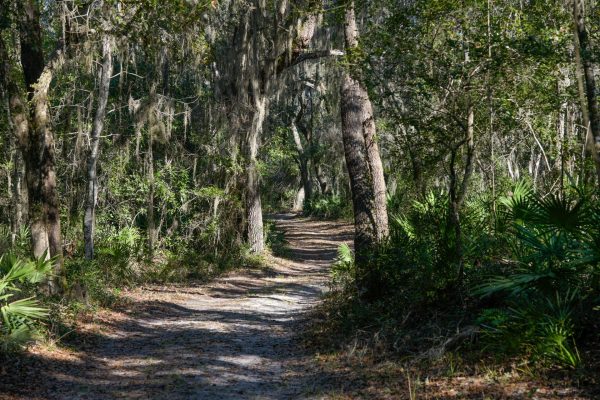 Trail at Moses Creek Conservation Area Wooded trail for recreational activities