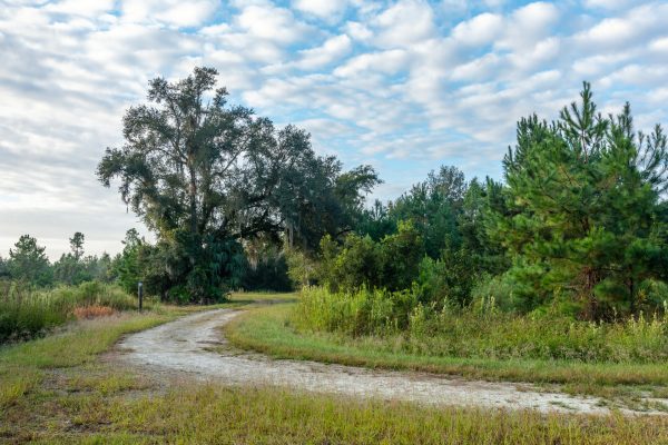 Silver Springs Forest Trail leading through a wooded area