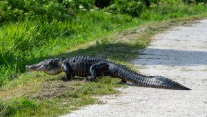 Alligator near a lime rock road