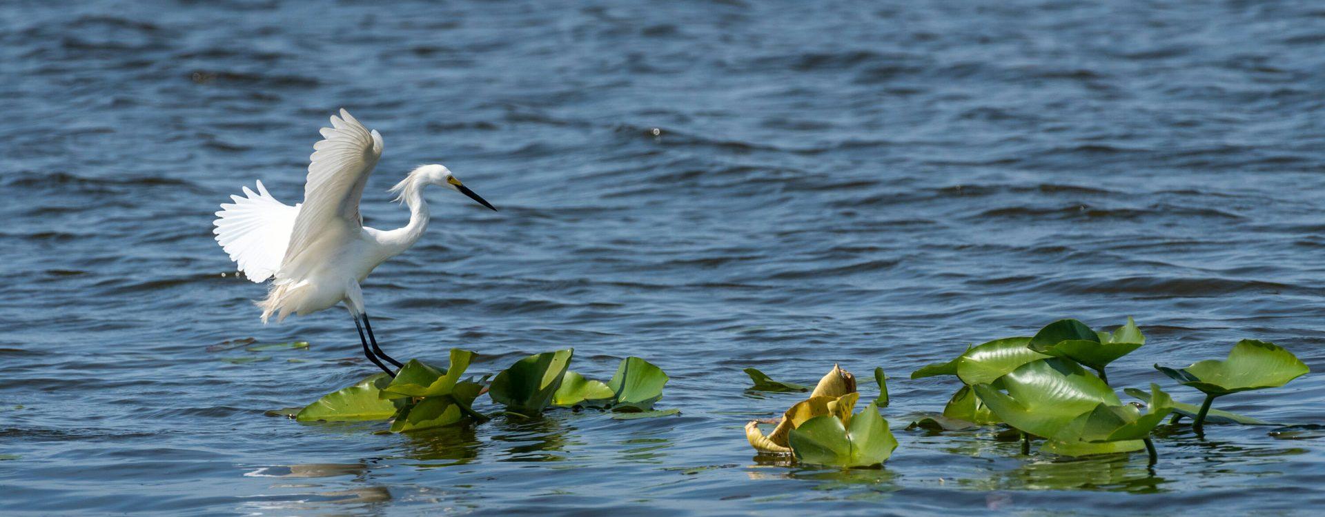 White bird standing on aquatic vegetation in a lake