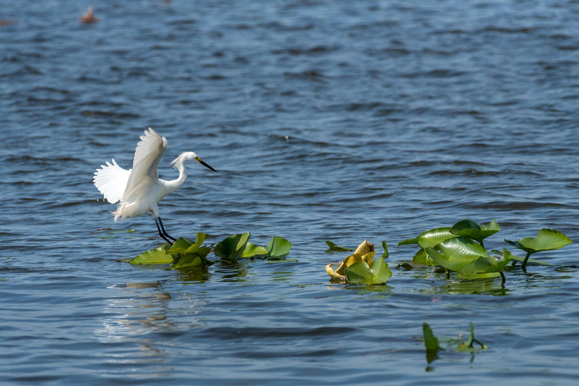 White bird standing on aquatic vegetation in a lake