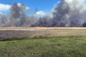 On a warm spring morning—Friday, April 4, 2025—smoke gently curled into the sky above Brevard County. But this wasn’t cause for alarm. In fact, it was a sign of good land stewardship. The District was conducting a 1,380-acre prescribed fire at Three Forks Conservation Area, just west of the Thomas O. Lawton Recreation Area. This wasn’t a wildfire. It was a fire with a purpose—a carefully planned, intentionally set burn aimed at protecting both nature and nearby communities.