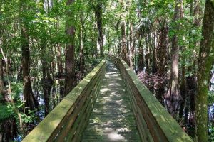 Fort-Drum-Marsh-boardwalk